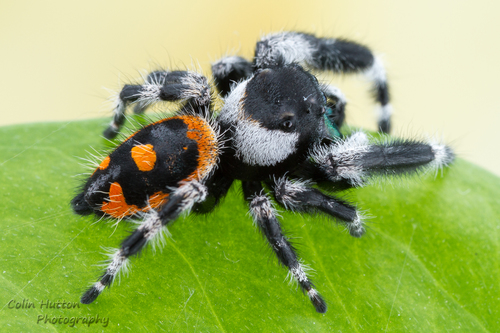 Bold Jumping Spider