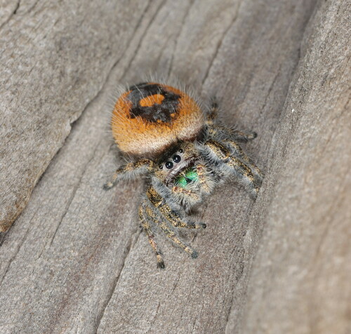 Bold Jumping Spider