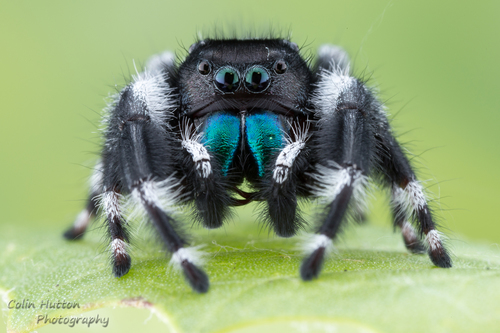 Bold Jumping Spider