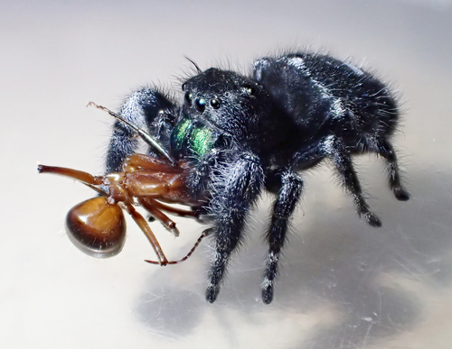 Bold Jumping Spider