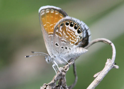 Western Pygmy-Blue