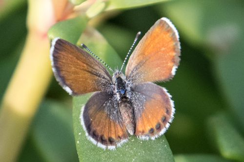 Western Pygmy-Blue