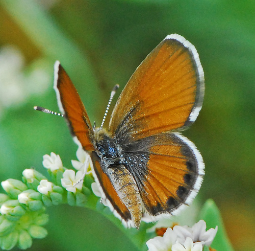 Western Pygmy-Blue