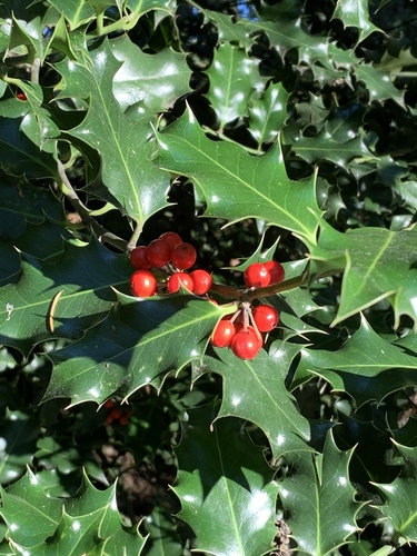 European holly