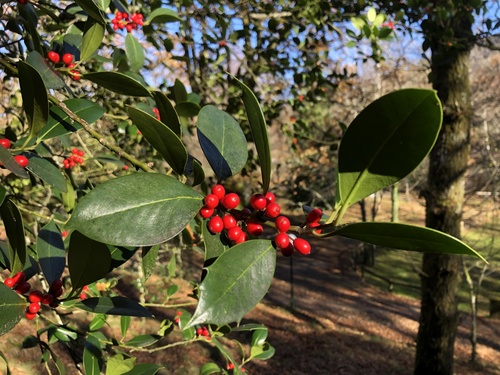 European holly