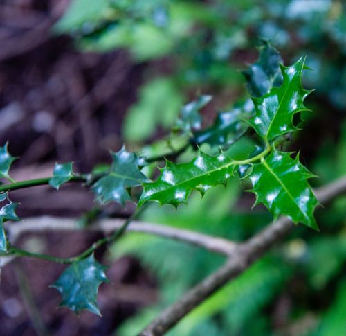 European holly