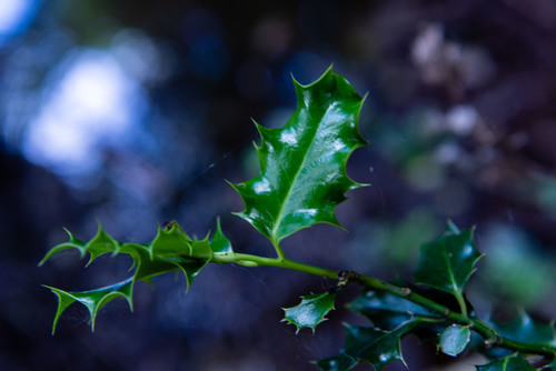 European holly