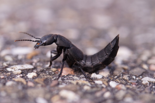 Devil's Coach Horse Beetle