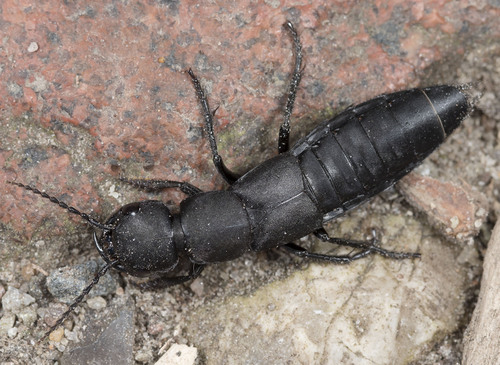 Devil's Coach Horse Beetle