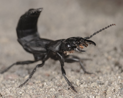 Devil's Coach Horse Beetle