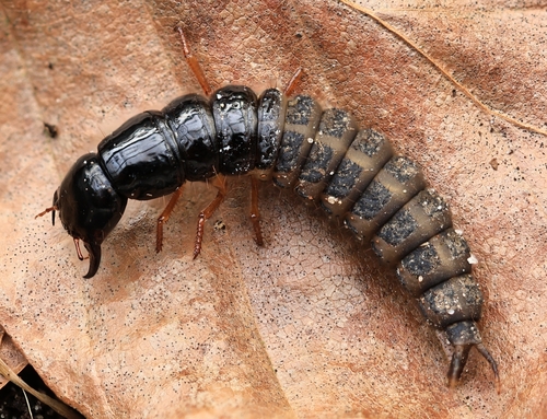 Devil's Coach Horse Beetle