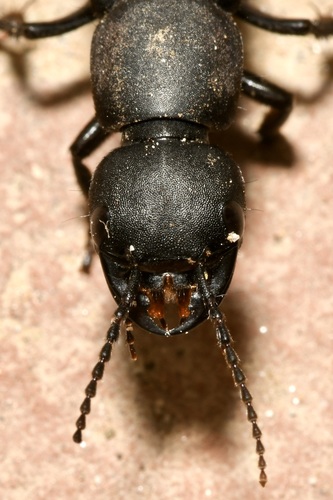 Devil's Coach Horse Beetle
