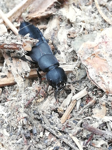 Devil's Coach Horse Beetle