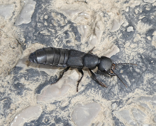 Devil's Coach Horse Beetle