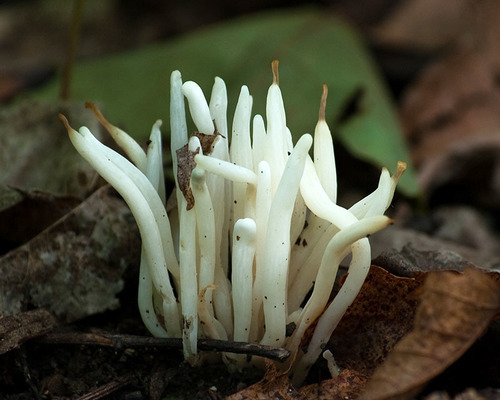 Fairy Fingers