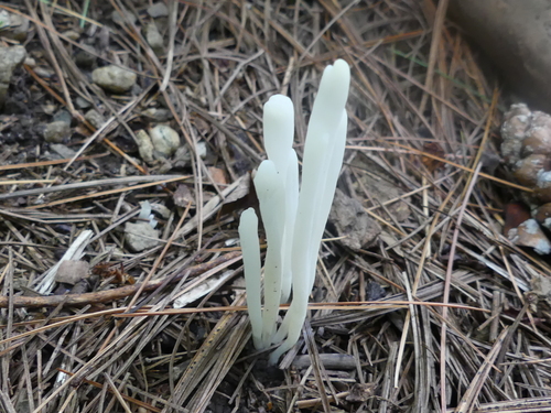 Fairy Fingers