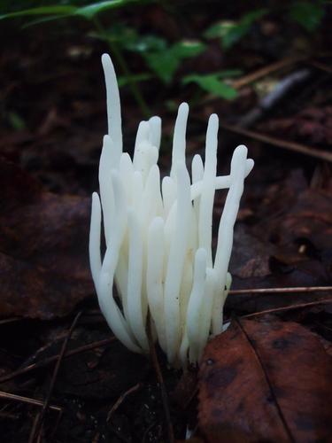 Fairy Fingers