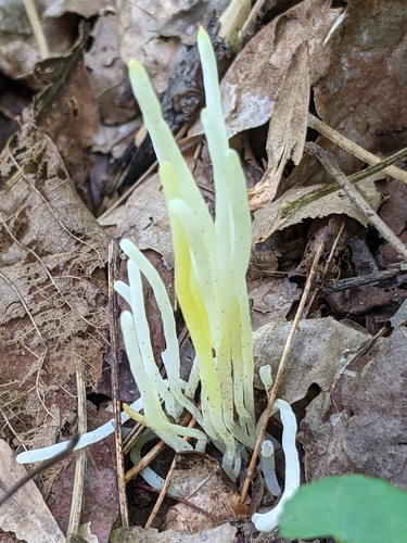 Fairy Fingers