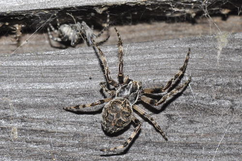 Grey Cross Spider
