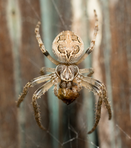 Grey Cross Spider