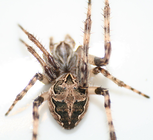 Grey Cross Spider