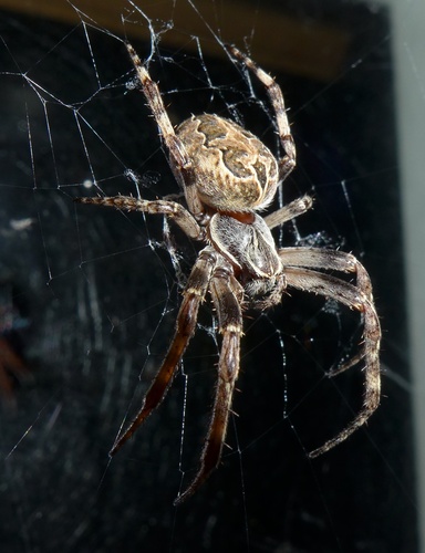 Grey Cross Spider