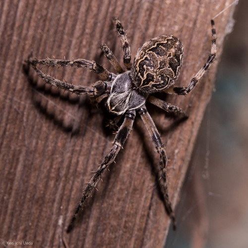 Grey Cross Spider