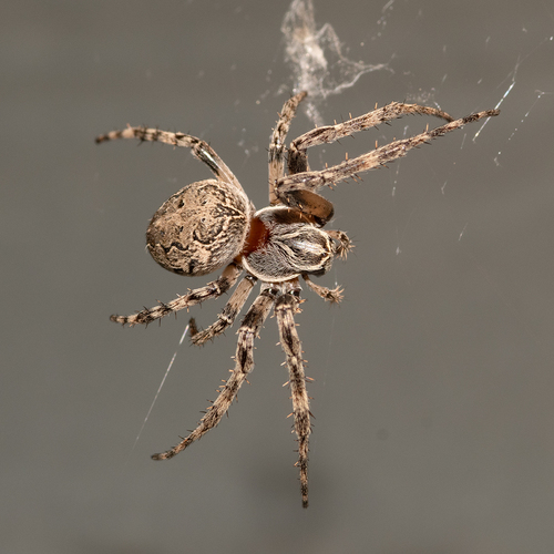 Grey Cross Spider