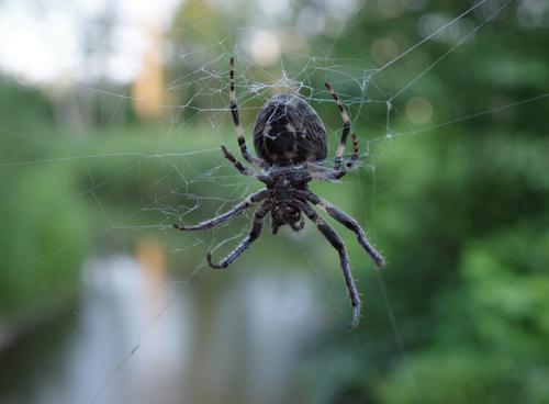 Grey Cross Spider