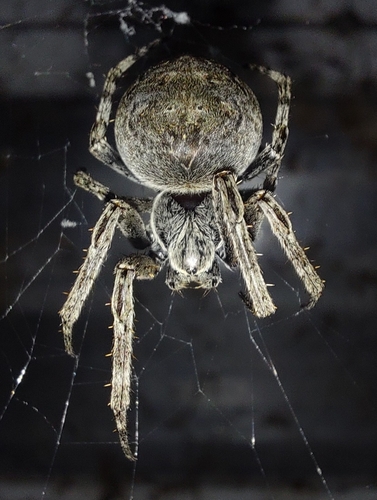 Grey Cross Spider