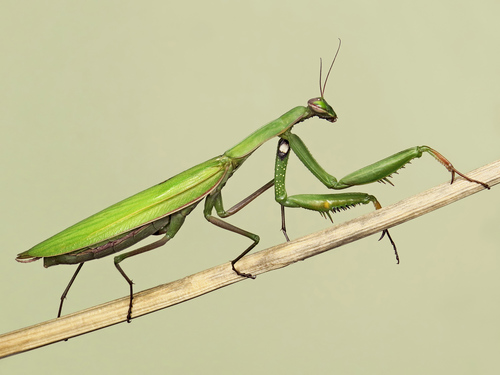 European Mantis