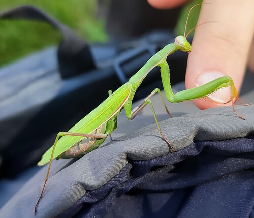 European Mantis