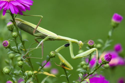European Mantis