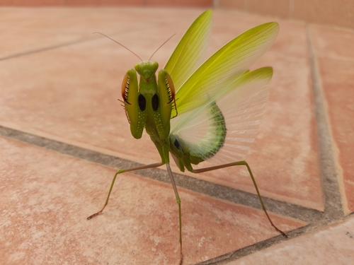 European Mantis