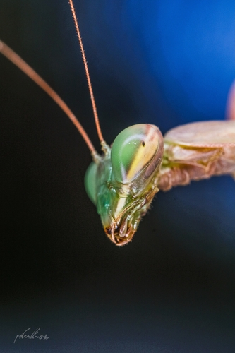 European Mantis