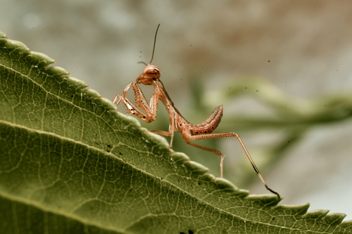 European Mantis