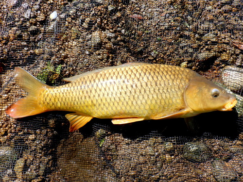 European Carp