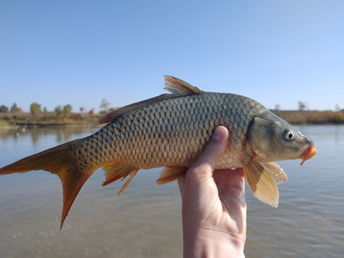 European Carp