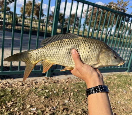 European Carp