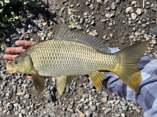 European Carp