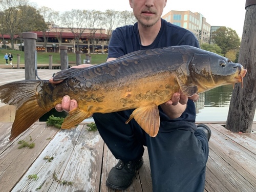 European Carp