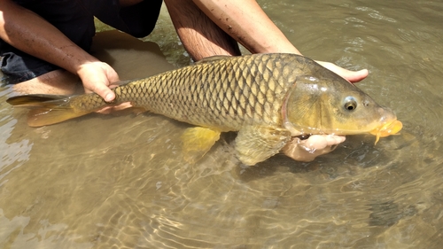 European Carp