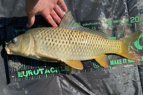 European Carp