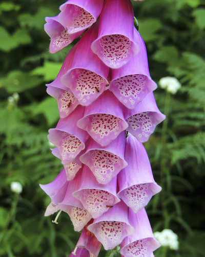 purple foxglove