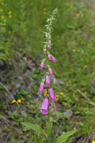 purple foxglove