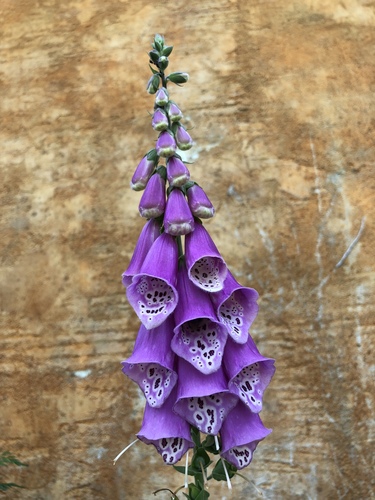 purple foxglove