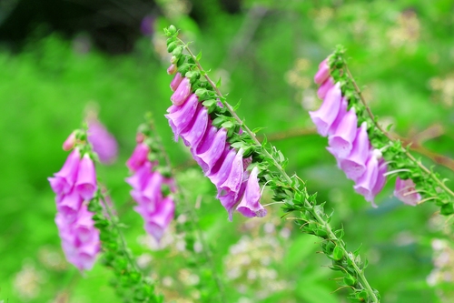 purple foxglove