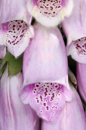 purple foxglove