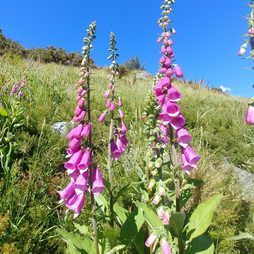 purple foxglove