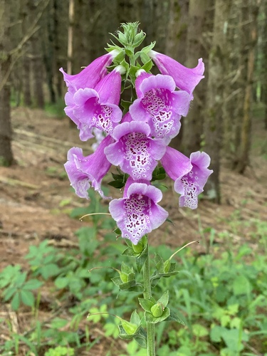 purple foxglove
